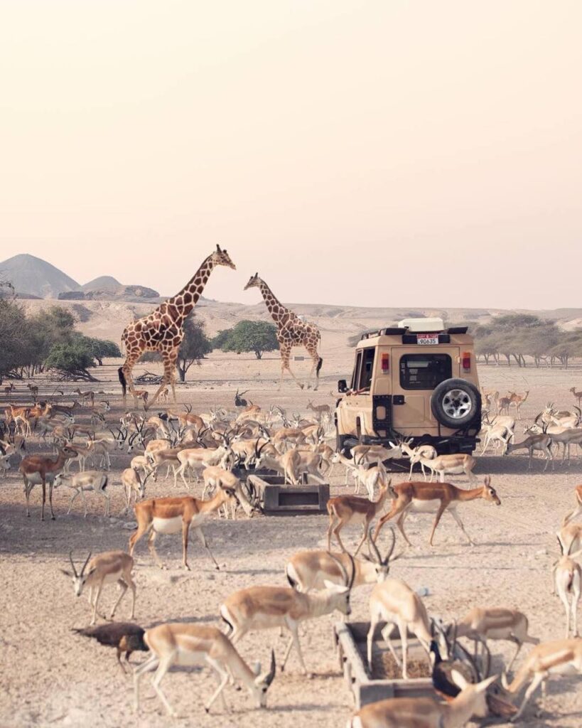 sir-bani-yas0island-abu-dhabi